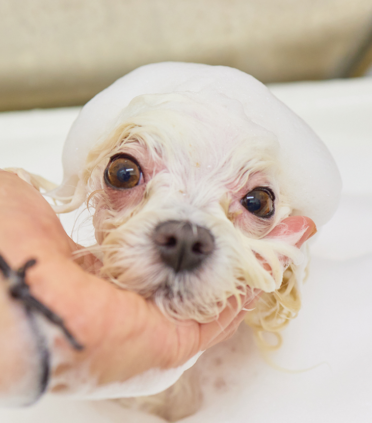 サロン | dogsalon DORUP